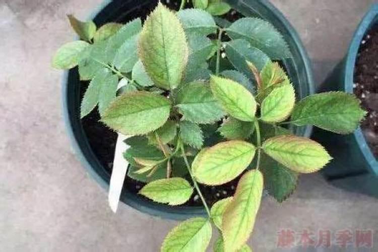 月季肥害图片(肥伤症状及处理方法)