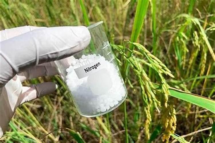 请问什麼态的氮肥利於植物？铵跟氨跟胺,有甚麼差别