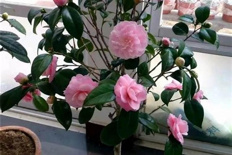 钙肥和大量元素混合冲施可以吗