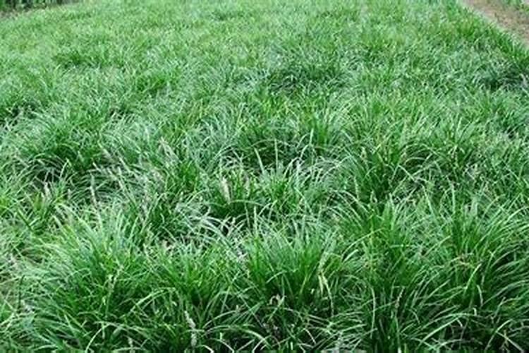 三角梅施肥方法和时间秋季