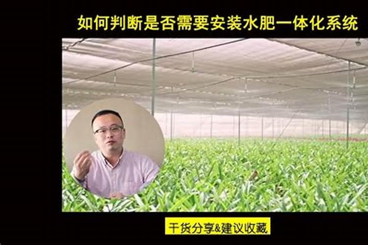 如何种植提高西瓜产量和品质(西瓜怎么施肥能增产增甜)