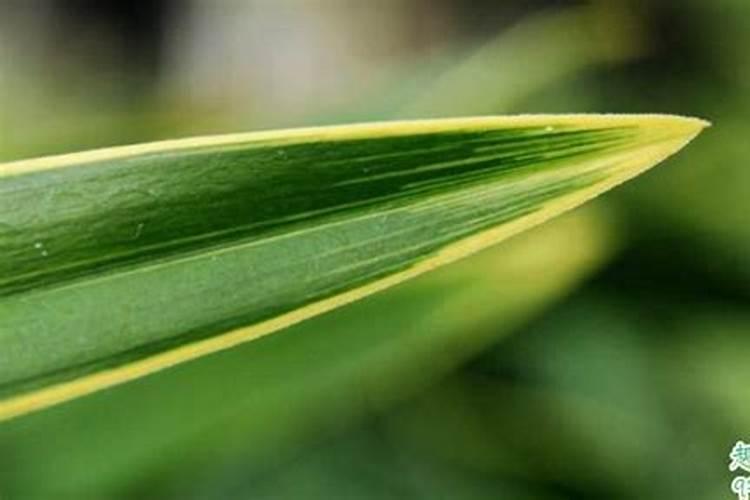 兰花喷叶面肥和浇水需要注意些什么