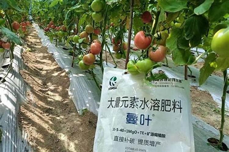 四季豆幼苗肥料放多了叶子发黄怎么办？