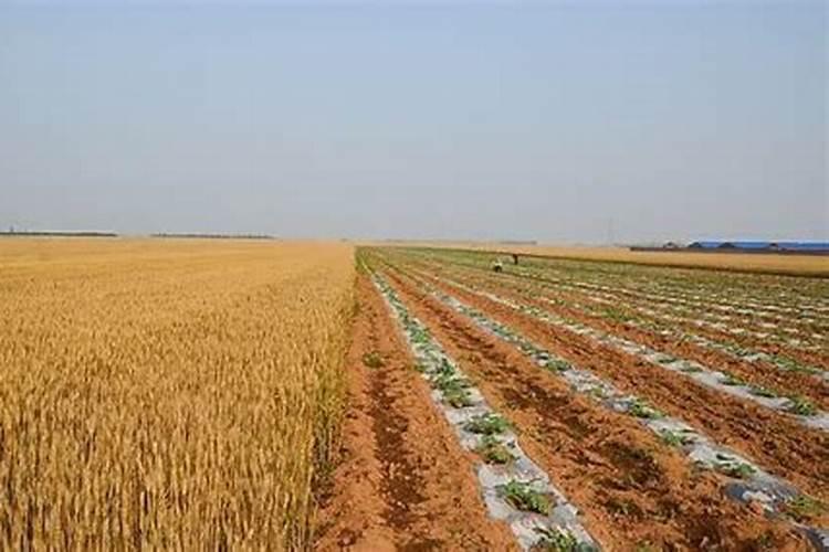 为什么作物需要补钙？钙的营养功能及作物缺钙症状详解