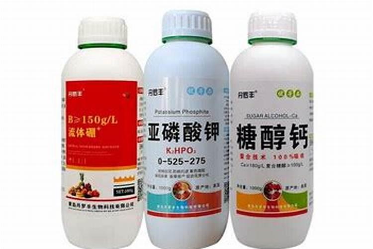 草莓苗小苗多怎么控旺