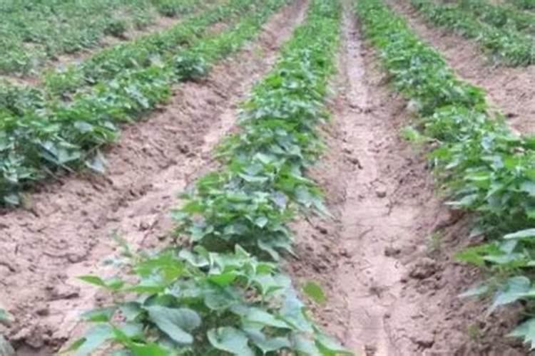 桂花树枝叶少用什么叶面肥能让枝叶茂盛