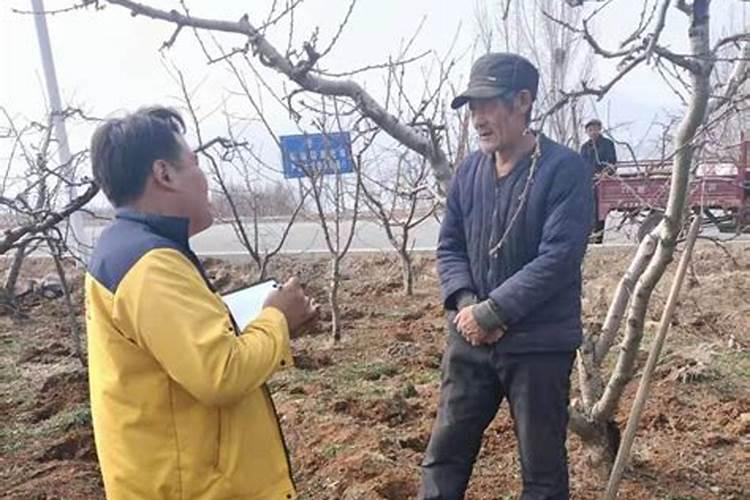磷肥在果树上的运用