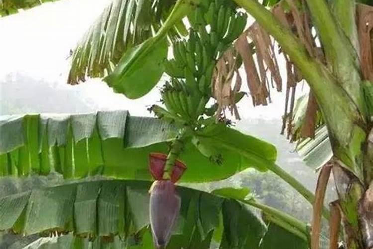 香蕉花芽分化期如何施肥