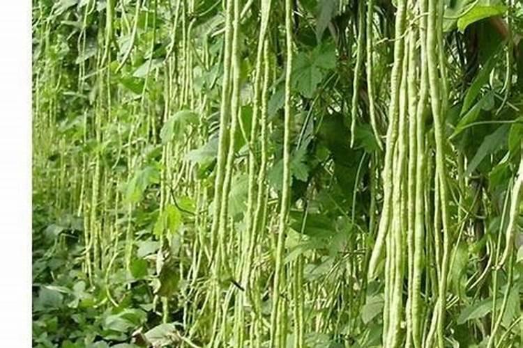 种豆用什么肥料最好