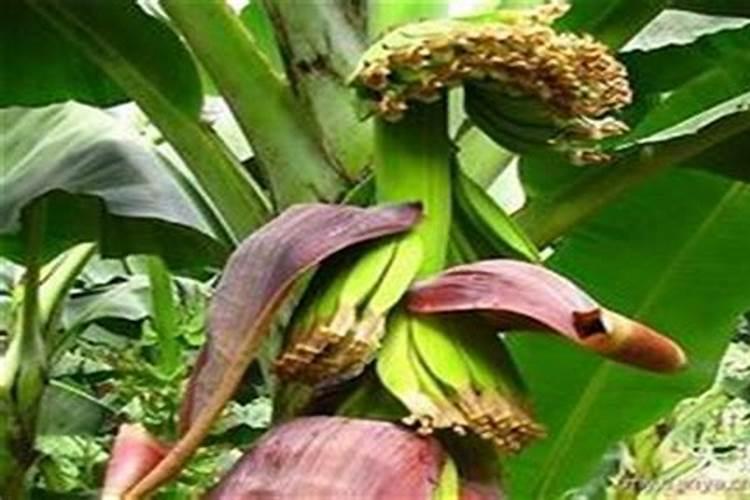 香蕉科学施肥方法,什么时候适合施肥