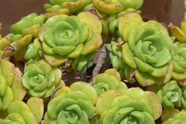 百合花需要什么肥料最好