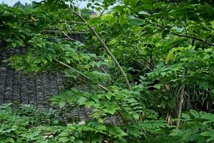 种黄花梨要用什么肥料