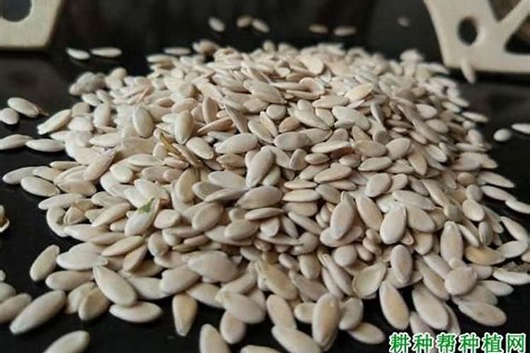 甜瓜苗期病害有哪些,如何防治？