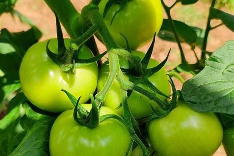 十大维生素A水果含量排行榜