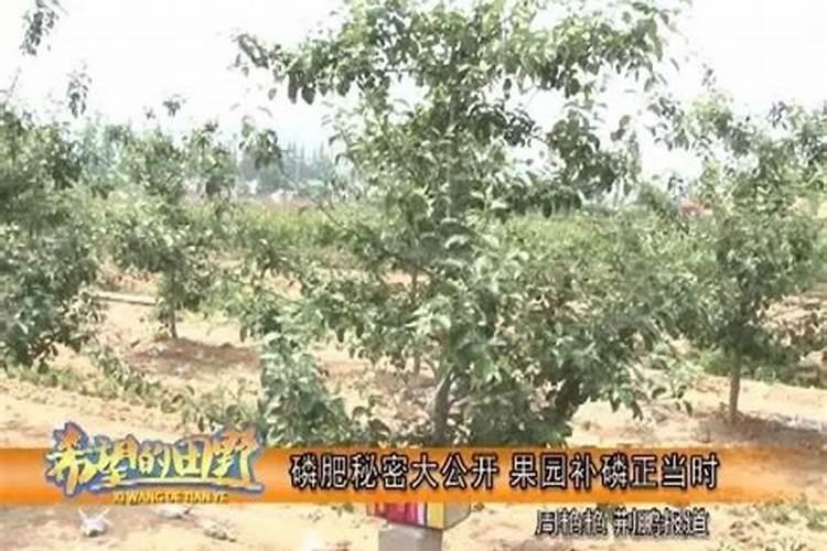 为什么氮肥壮叶磷肥壮茎钾肥壮果