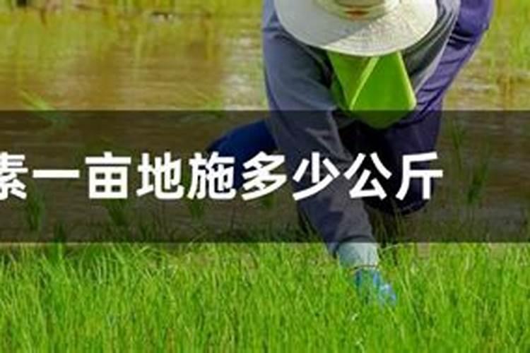 ...我种植有接骨茶(九节茶) ,但我不知道市场是怎么收购的,收购百度...