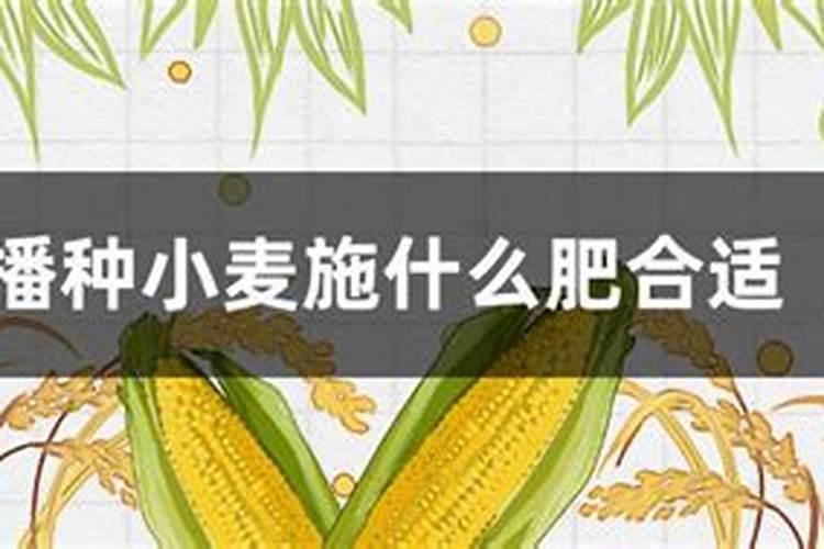 硫酸铵和尿素哪种好