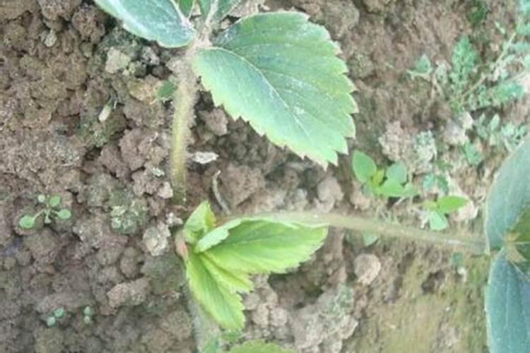 100斤麦种用多少芸苔素拌种 芸苔素如何使用