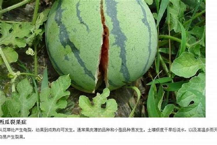 蒜蓉炒芥蓝味道怎么样？对身体有什么益处？