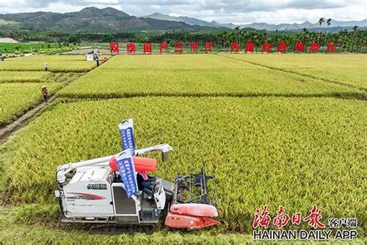 农民一亩田的水稻利润是多少