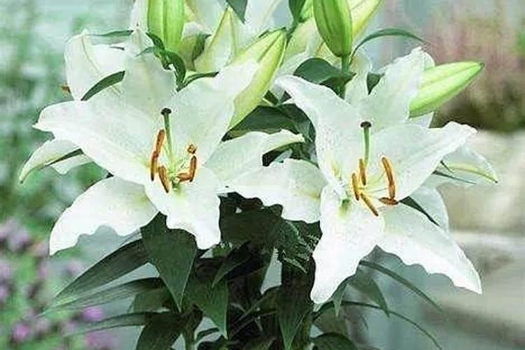百合施肥方法