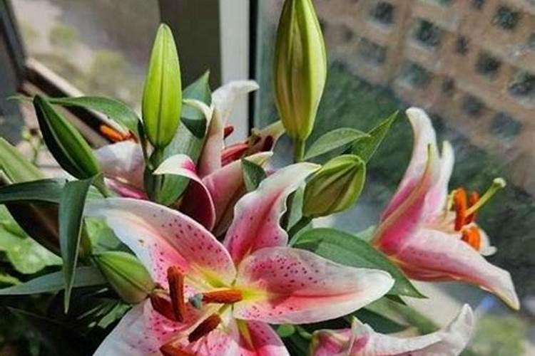 百合花在长花骨朵是可以施肥吗？,是什么肥？