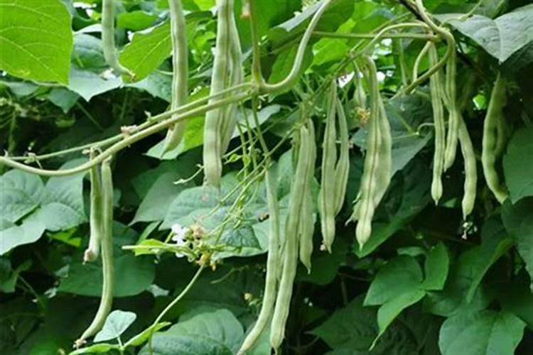 昙花用什么肥料容易开花