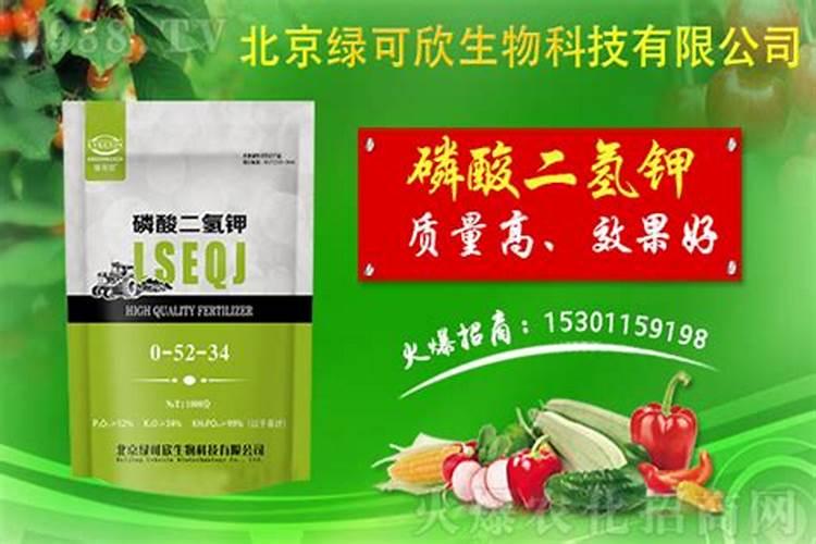 贝叶经是什么意思