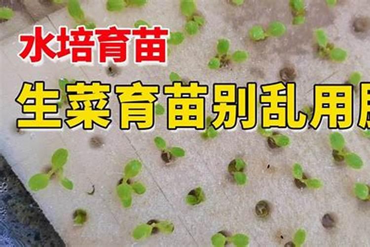 草莓各个时期的施肥方案,什么时候冲高磷肥
