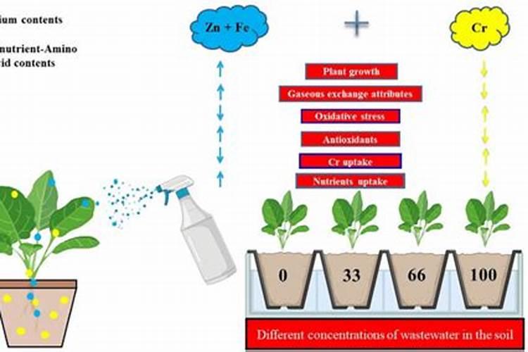 锌肥的功能作用