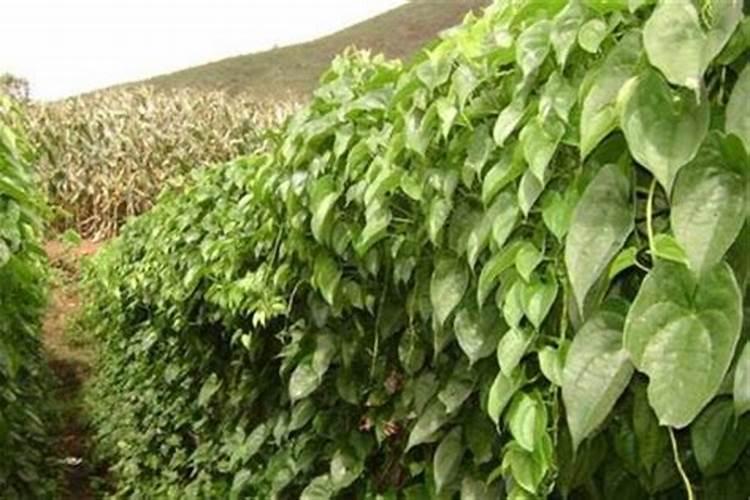 山药灌溉方法