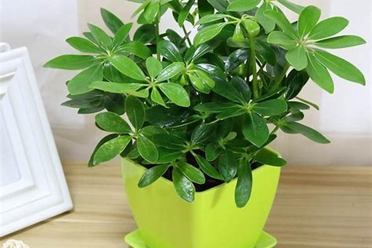 控释肥是什么肥料