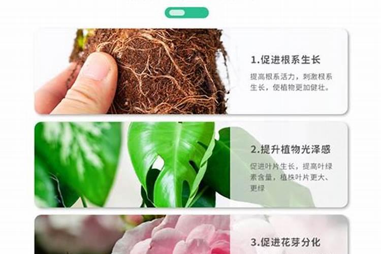 盆栽花卉如何正确使用生物有机肥