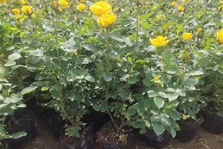 地栽月季春天施什么肥