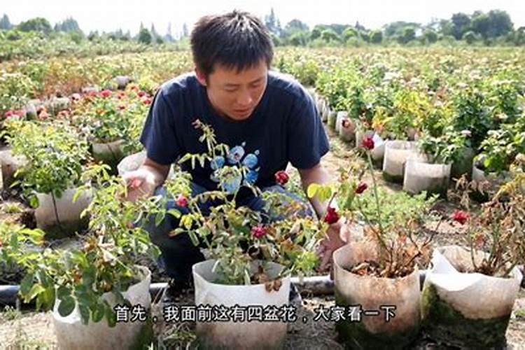 草莓缺钙冲施什么肥料