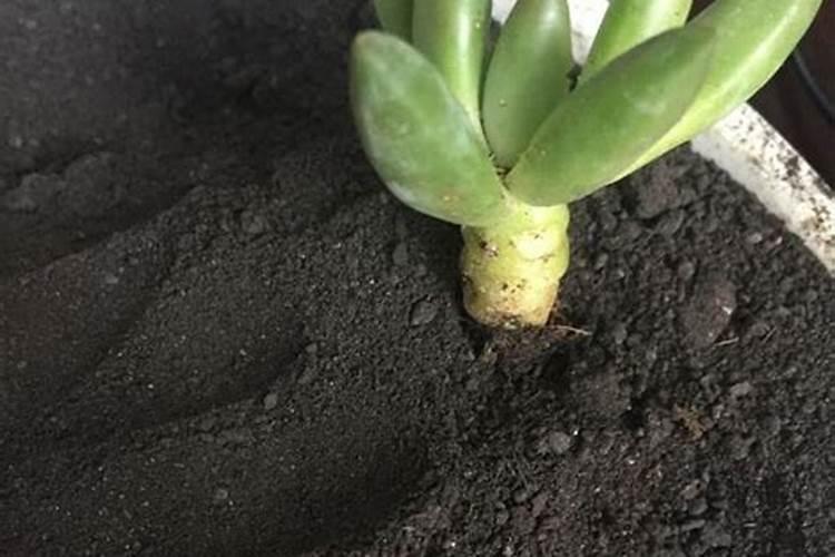 肥料龙头股票有哪些