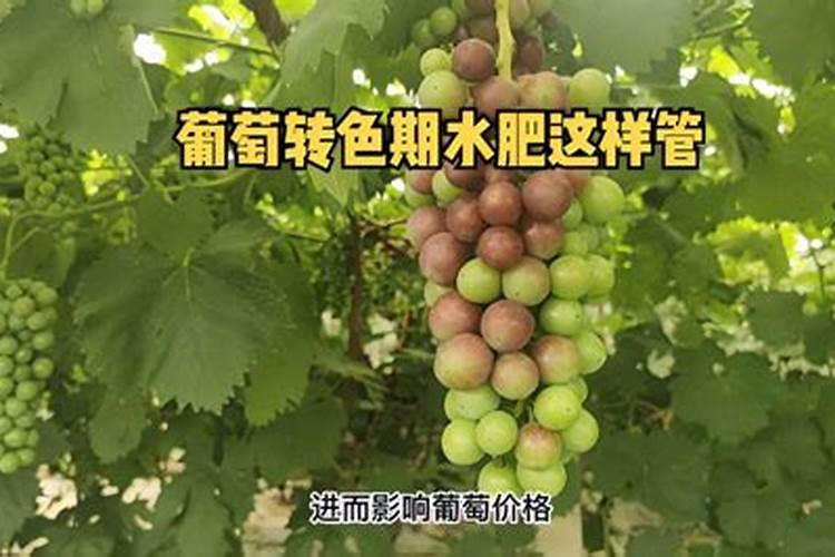 葡萄膨果期用什么肥料,种植葡萄该如何施肥