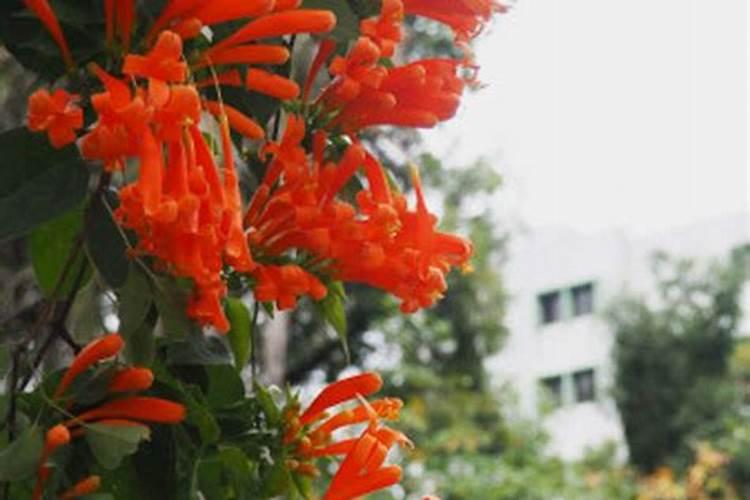 炮仗花施什么肥促开花