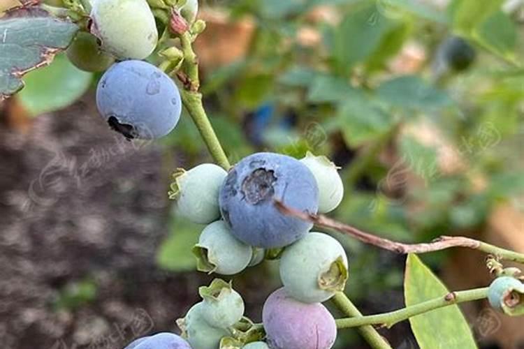 香瓜后期只用高钾肥可以吗？