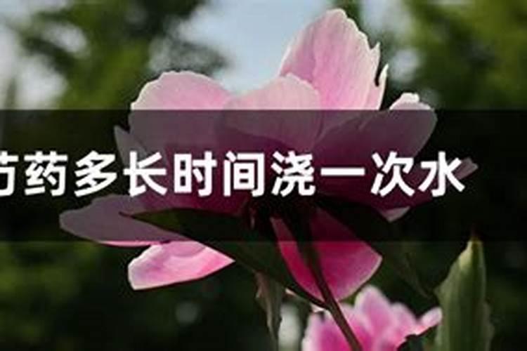 芍药花什么时候施肥