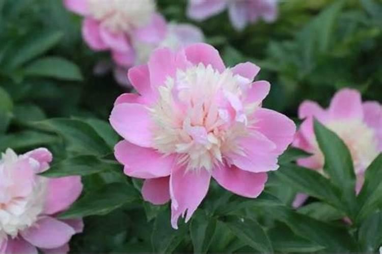 芍药花什么时候施肥