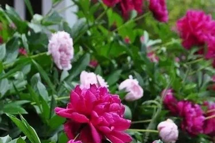 芍药施肥时间和方法,芍药喜欢什么肥料