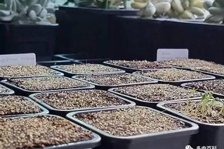 大白菜如何科学使用叶面施肥？