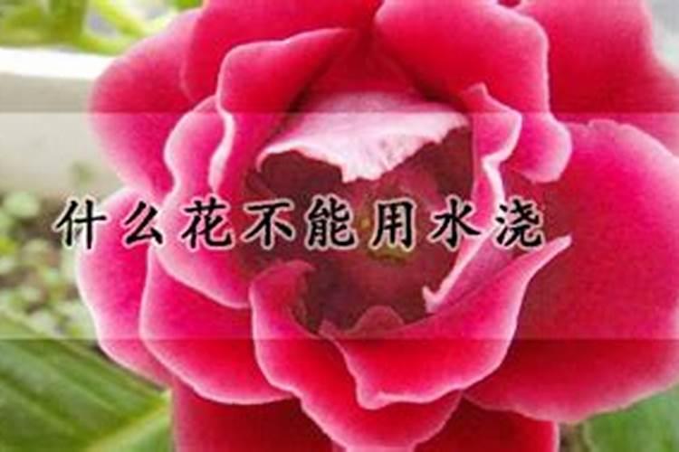 这什么花？浇多少水合适？需不需要晒太阳？晒的话多久合适？谢谢~