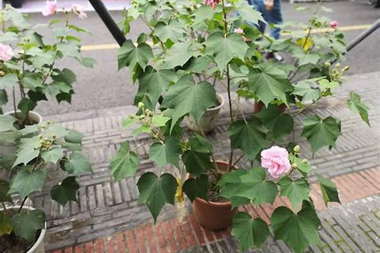 葡萄发芽是否喷叶面肥？用什么叶面肥好？