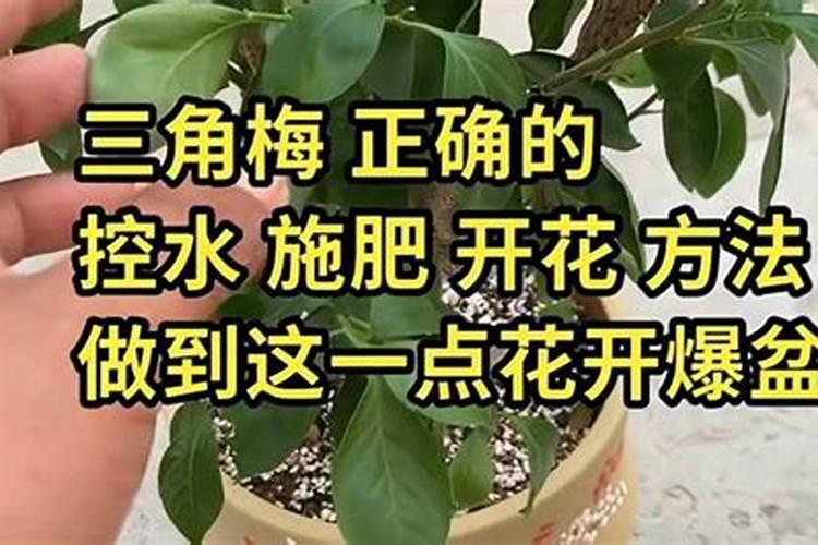 开春养三角梅如何正确浇水施肥
