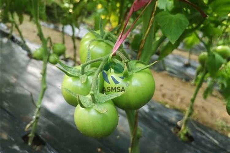 毛豆除草剂打了以后第二年可以种菜吗