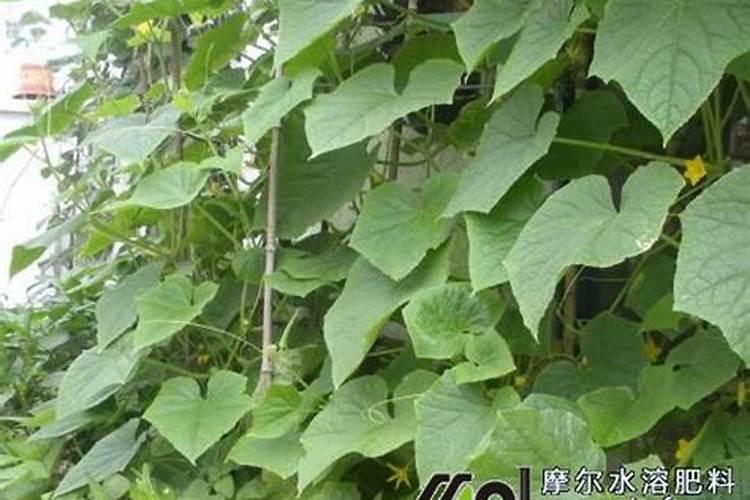 自制水溶肥配比表,水溶肥如何使用