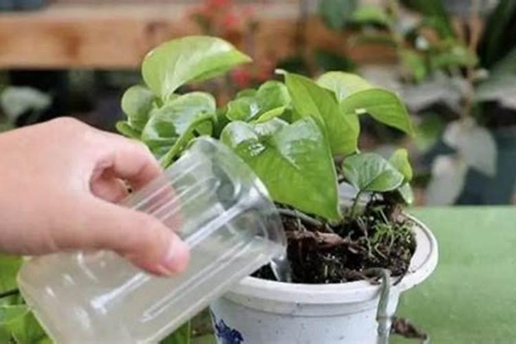 喝剩下茶叶可以倒入花盆吗 茶叶可以养什么花草