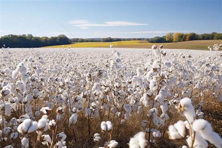 棉花施钾肥最佳时间 使用方法及注意事项